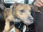 Fendi, American Pit Bull Terrier For Adoption In Baltimore, Maryland