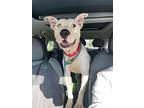 Fritz, American Pit Bull Terrier For Adoption In Plymouth, Massachusetts
