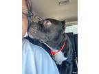 Goober, American Pit Bull Terrier For Adoption In Dallas, Texas