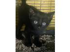 Kittens, Domestic Shorthair For Adoption In Santa Clarita, California