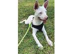 Toby, Miniature Bull Terrier For Adoption In Bell Gardens, California