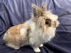Tito, Lionhead For Adoption In West Palm Beach, Florida
