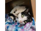 Kanika, Domestic Shorthair For Adoption In Des Moines, Iowa