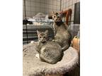 Piper, Domestic Shorthair For Adoption In Salisbury, North Carolina