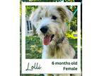 Lolli, Terrier (unknown Type, Medium) For Adoption In Hinesburg, Vermont