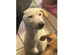 Pickles, Labrador Retriever For Adoption In Cortlandt Manor, New York