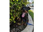 Kristoff, Schnauzer (miniature) For Adoption In Van Nuys, California