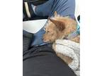 Molly, Cairn Terrier For Adoption In New York, New York