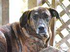 Adopt Rosie (Trinity) a Brindle - with White Plott Hound dog in Brewster