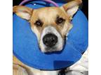 Adopt Carlisle!! a Red/Golden/Orange/Chestnut - with White German Shepherd Dog /