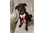 Adopt Bruce a Black Schnauzer (Miniature) / Mixed dog in Wichita, KS (37582990)