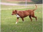 Adopt Georgia a Red/Golden/Orange/Chestnut - with White Hound (Unknown Type) /