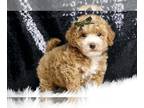 Maltipoo PUPPY FOR SALE ADN-827457 - AD 2 Adorable Maltipoo Puppies Read to go