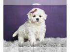 Maltese PUPPY FOR SALE ADN-827449 - AD 1 Adorable AKC UABR Maltese puppies for