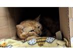Adopt Cheeks - In foster a Domestic Shorthair / Mixed (short coat) cat in