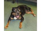 Frita, American Staffordshire Terrier For Adoption In Raleigh, North Carolina