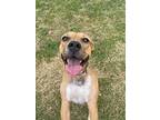 Frankie, American Staffordshire Terrier For Adoption In Simonton, Texas