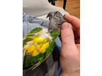 Simba, Poicephalus (including Senegal And Meyer's) For Adoption In Ballwin