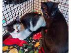 Mitten And Blue Jay Kittens, Domestic Shorthair For Adoption In West Boylston