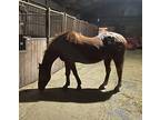 Fancy, Appaloosa For Adoption In Dewey, Illinois