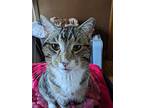 Topaz, Domestic Shorthair For Adoption In Rochester, New York