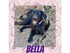 Bella, Labrador Retriever For Adoption In Grand Bay, Alabama
