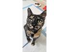 Mama 3, Domestic Shorthair For Adoption In Bryan, Texas