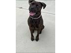 Maggie (mags), American Staffordshire Terrier For Adoption In Blountville