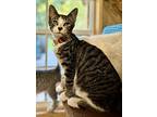 Bart, American Shorthair For Adoption In Amissville, Virginia