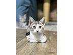 Lisa, American Shorthair For Adoption In Amissville, Virginia