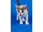 Marge, American Shorthair For Adoption In Amissville, Virginia
