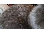 Frankie, Domestic Shorthair For Adoption In Forty Fort, Pennsylvania