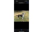 Jasper, American Pit Bull Terrier For Adoption In Brinkley, Arkansas