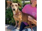 Kristy, Dachshund For Adoption In Lathrop, California