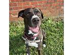 Fortnight, Labrador Retriever For Adoption In Richmond, Virginia
