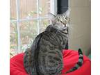 Whiskers - 39613, Domestic Shorthair For Adoption In Prattville, Alabama
