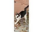 Angie - Lovely Tabby/siamese Mix, American Shorthair For Adoption In Atlanta