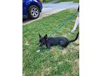 Mango, Labrador Retriever For Adoption In Gilbertsville, Pennsylvania