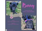 Berry, Labrador Retriever For Adoption In Gilbertsville, Pennsylvania