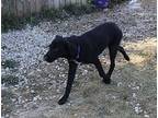 (clyde) Pac-man Litter, Labrador Retriever For Adoption In Plain City, Ohio