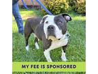 Cow Girl, American Pit Bull Terrier For Adoption In Walnut Creek, California