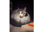 Saul, Siamese For Adoption In Fairborn, Ohio