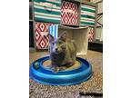Lantus, Domestic Shorthair For Adoption In Ogden, Utah