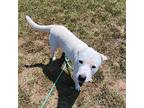Kirk, Labrador Retriever For Adoption In Springdale, Arkansas