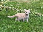Lutra, Domestic Shorthair For Adoption In Twin Falls, Idaho