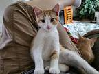 Triss, Domestic Shorthair For Adoption In Twin Falls, Idaho