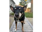 Ramona, Jack Russell Terrier For Adoption In Lincoln, Nebraska