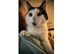 Maxie, American Shorthair For Adoption In Norristown, Pennsylvania