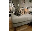 Diamond, American Pit Bull Terrier For Adoption In Norristown, Pennsylvania