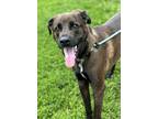 Bob, Labrador Retriever For Adoption In Lancaster, Ohio